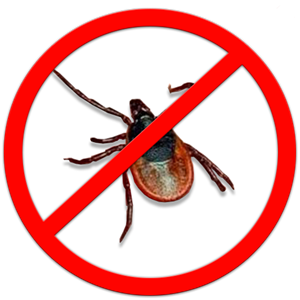 Tick insect PNG-51897
